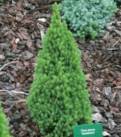 Zwerg Zuckerhutfichte 30-40cm - Picea Glauca