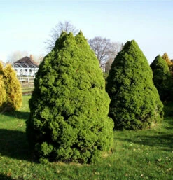 Zuckerhut Fichte 40-50cm - Picea Glauca
