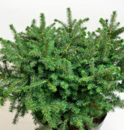 Serbische Kugelfichte Karel 20-25cm - Picea Omorika Karel
