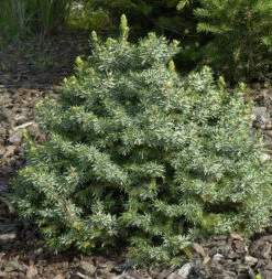 Zwergfichte 40-50cm - Picea Omorika Nana
