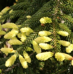 Kompakte Orientalische Goldfichte 40-50cm - Picea Orientalis