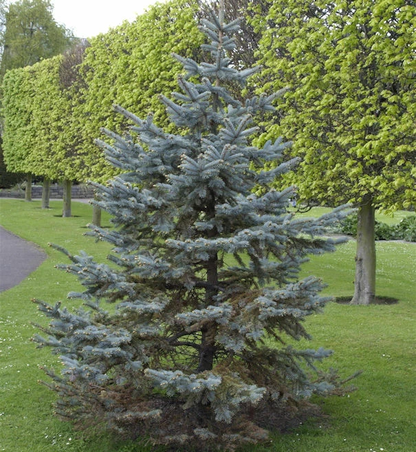 Silberfichte Blaufichte Hoopsii 20-25cm - Picea Pungens 3 Silberfichte Blaufichte Hoopsii 20-25cm - Picea Pungens