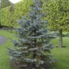 Silberfichte Blaufichte Hoopsii 60-70cm - Picea Pungens 2 Silberfichte Blaufichte Hoopsii 60-70cm - Picea Pungens -NR-01 Verkäufe Picea pungens Hoopsii 1 1 1 1 1 1 1