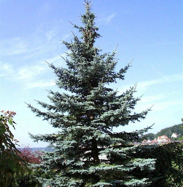 Blaufichte Koster 25-30cm - Picea Pungens 3 Blaufichte Koster 25-30cm - Picea Pungens