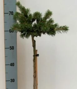 Hochstamm Zapfenfichte Lucky Strike 40-60cm - Picea Pungens