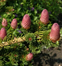 Zapfenfichte Lucky Strike 25-30cm - Picea Pungens
