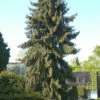 Mähnenfichte 40-50cm - Picea Breweriana 1 Mähnenfichte 40-50cm - Picea Breweriana -NR-01 Verkäufe Piceabreweriana 1