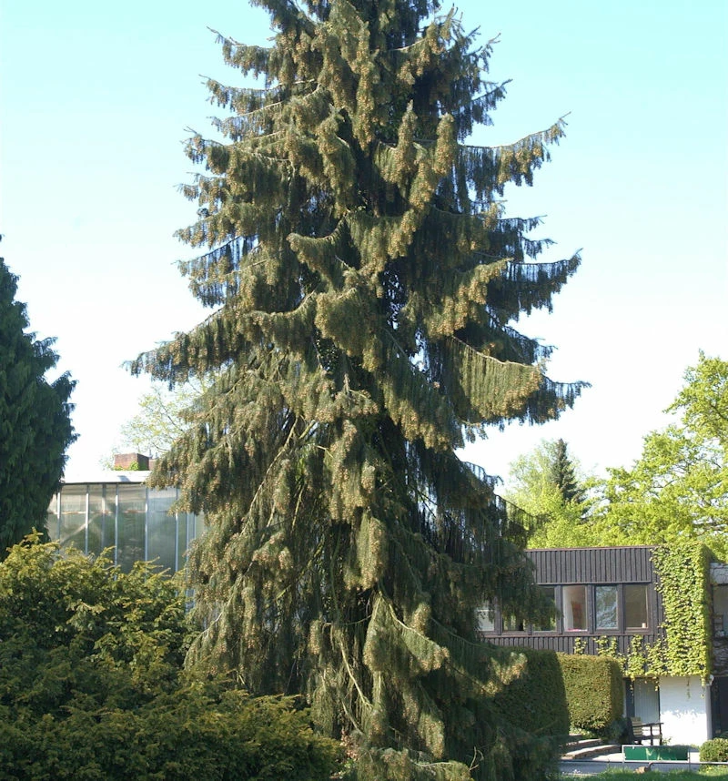 Mähnenfichte 40-50cm - Picea Breweriana 3 Mähnenfichte 40-50cm - Picea Breweriana