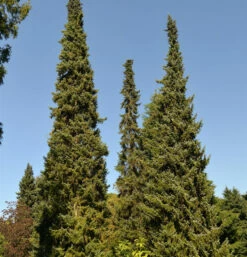 Serbische Fichte 40-60cm - Picea Omorika