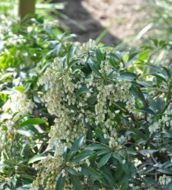 Japanische Lavendelheide Little Amely 25-30cm - Pieris Japonica