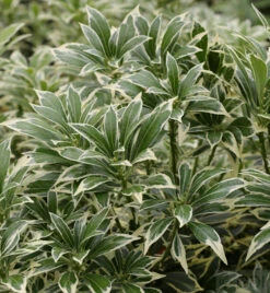 Weißbuntes Schattenglöckchen 30-40cm - Pieris Japonica