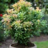 Schattenglöckchen Lavendelheide Passion® 25-30cm - Pieris Japonica 1 Schattenglöckchen Lavendelheide Passion® 25-30cm - Pieris Japonica -NR-01 Verkäufe Pieris japonicaPassion 1