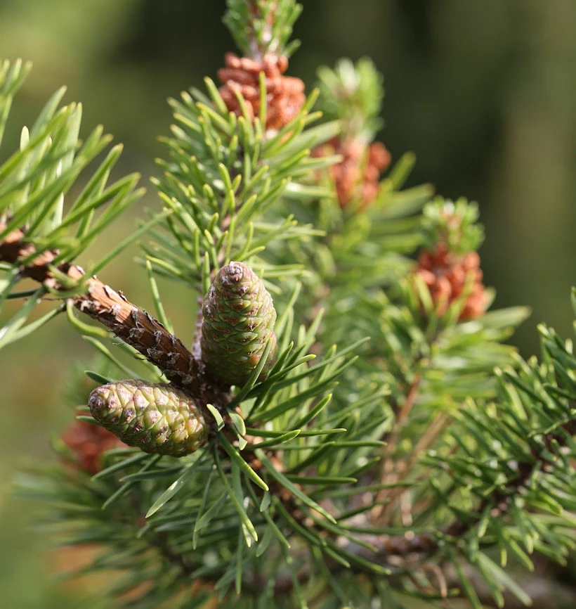 Banks Kiefer Arktis 70-80cm - Pinus Banksiana 3 Banks Kiefer Arktis 70-80cm - Pinus Banksiana