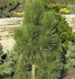 Pyramiden Schwarzkiefer 80-100cm - Pinus Nigra