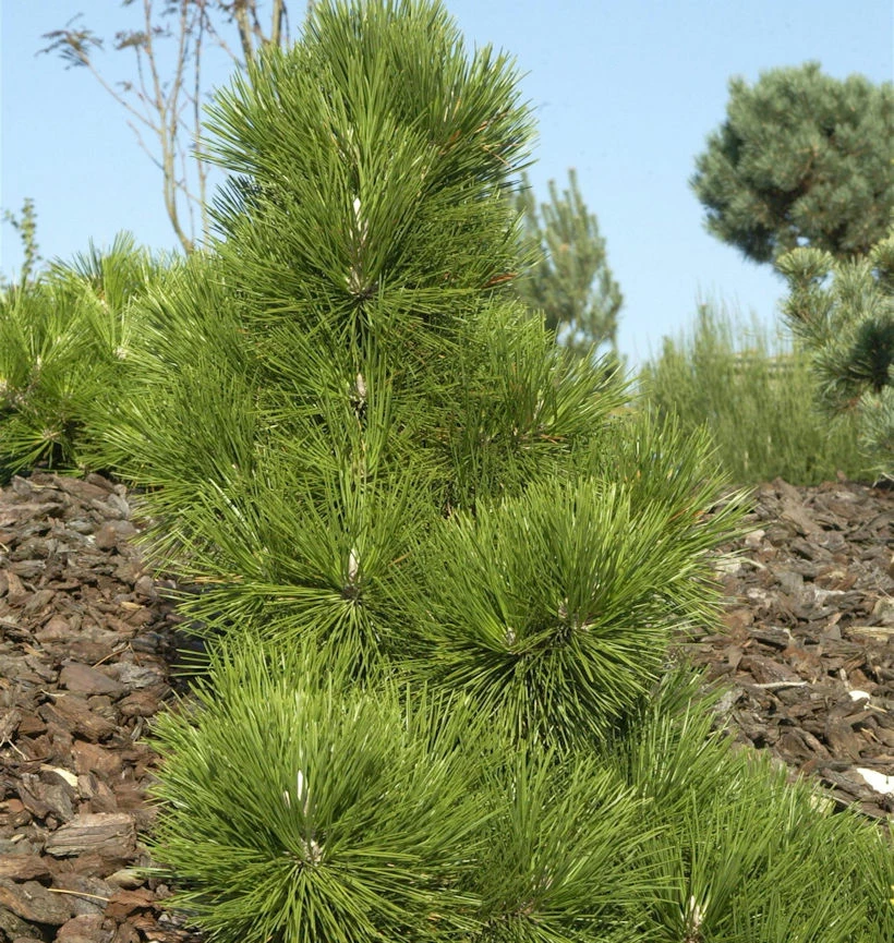 Japanische Schwarz-Kiefer Thunderhead 25-30cm - Pinus Thunbergii 3 Japanische Schwarz-Kiefer Thunderhead 25-30cm - Pinus Thunbergii