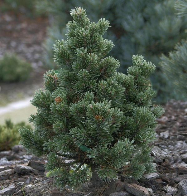 Fuchschwanz Kiefer Sherwood Compact 25-30cm - Pinus Aristata 3 Fuchschwanz Kiefer Sherwood Compact 25-30cm - Pinus Aristata