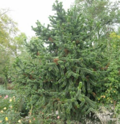 Grannen Kiefer 50-60cm - Pinus Aristata