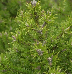 Banks Kiefer Kimmerholz 100-125cm - Pinus Banksiana