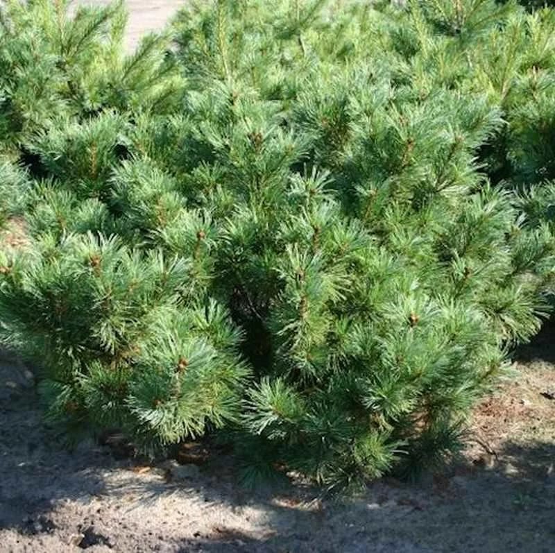 Zwergzirbelkiefer 50-60cm - Pinus Cembra 3 Zwergzirbelkiefer 50-60cm - Pinus Cembra