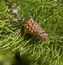 Drehkiefer 60-80cm - Pinus Contorta