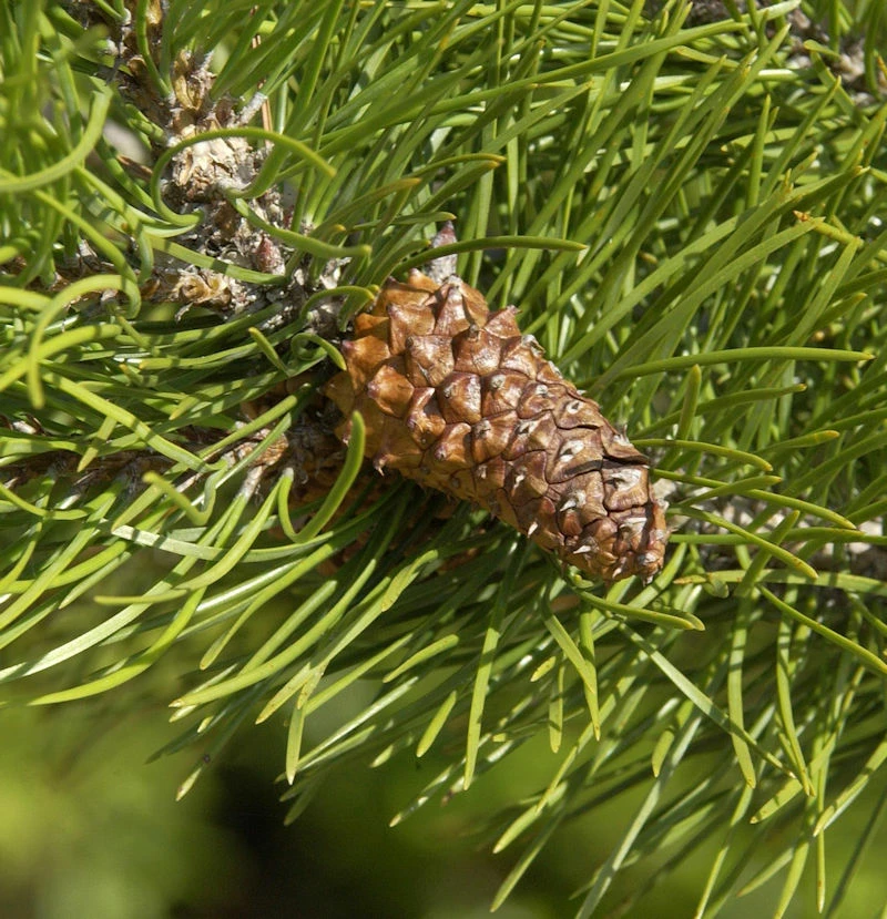 Drehkiefer 60-80cm - Pinus Contorta 3 Drehkiefer 60-80cm - Pinus Contorta