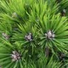 Japanische Rotkiefer Low Glow 30-40cm - Pinus Densiflora 2 Japanische Rotkiefer Low Glow 30-40cm - Pinus Densiflora -NR-01 Verkäufe Pinus densiflora Low Glow