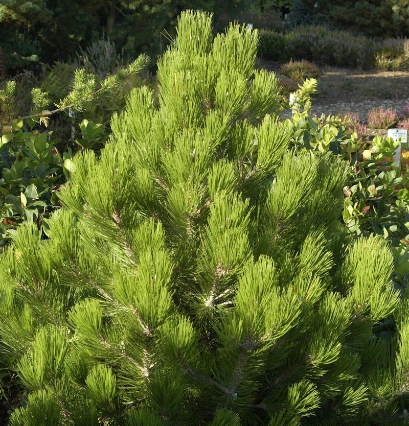 Zwerg Schlangenhautkiefer Zwerg Panzerkiefer 25-30cm - Pinus Heldreichii Compact Gem 3 Zwerg Schlangenhautkiefer Zwerg Panzerkiefer 25-30cm - Pinus Heldreichii Compact Gem