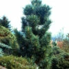 Blaue Koreakiefer 20-25cm - Pinus Koraiensis -NR-01 Verkäufe Pinus koraiensis Glauca