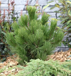 Schlangenhautkiefer Panzerkiefer Compacta 50-60cm - Pinus Leucodermis