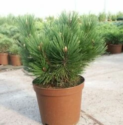 Kompakte Schlangenhautkiefer Dem Ouden 70-80cm - Pinus Leucodermis