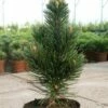 Schlangenhautkiefer Helmers Japan 20-25cm - Pinus Leucodermis
