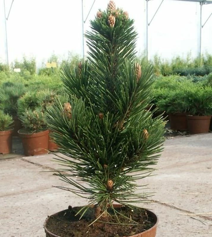 Schlangenhautkiefer Helmers Japan 20-25cm - Pinus Leucodermis 3 Schlangenhautkiefer Helmers Japan 20-25cm - Pinus Leucodermis