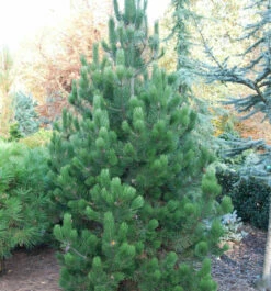 Bosnische Zwerg Kiefer Irish Bell 40-50cm - Pinus Densiflora