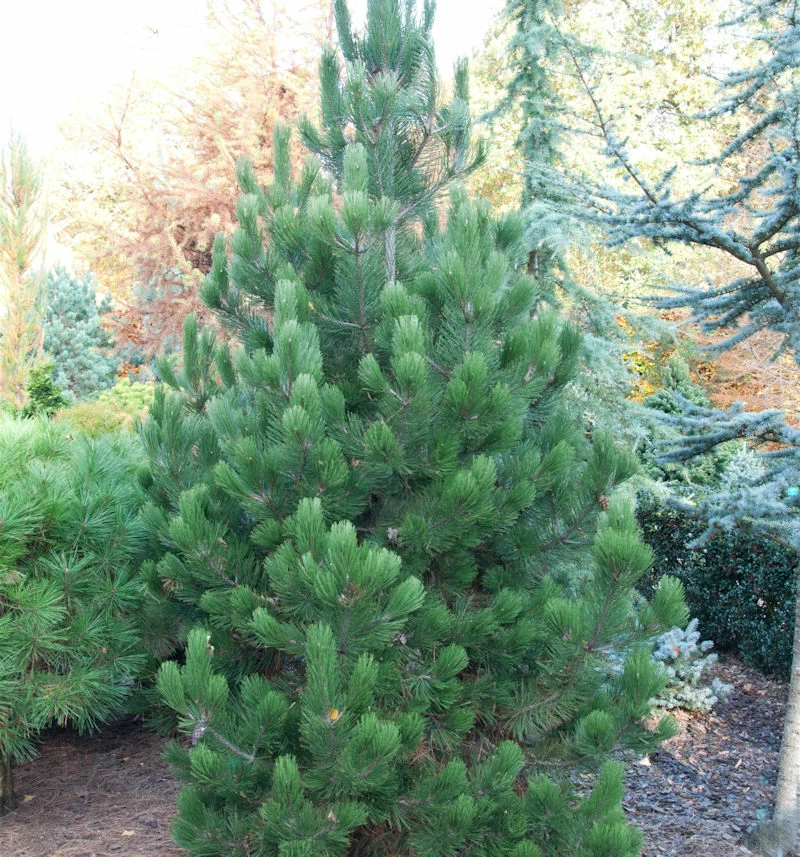 Bosnische Zwerg Kiefer Irish Bell 40-50cm - Pinus Densiflora 3 Bosnische Zwerg Kiefer Irish Bell 40-50cm - Pinus Densiflora