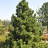 Bosnische Zwergkiefer Malinki 40-50cm - Pinus Leucodermis 1 Bosnische Zwergkiefer Malinki 40-50cm - Pinus Leucodermis -NR-01 Verkäufe Pinus leucodermisMalinki 1