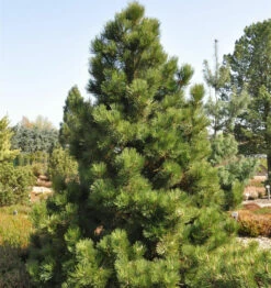 Bosnische Zwergkiefer Malinki 40-50cm - Pinus Leucodermis