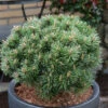 Zwerg Bergkiefer Benjamin 30-40cm - Pinus Mugo -NR-01 Verkäufe Pinus mugo Benjamin