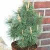 Kegel Bergkiefer Columbo 50-60cm - Pinus Mugo -NR-01 Verkäufe Pinus mugo Columbo
