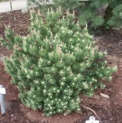 Strauchkiefer Laurin 40-50cm - Pinus Mugo