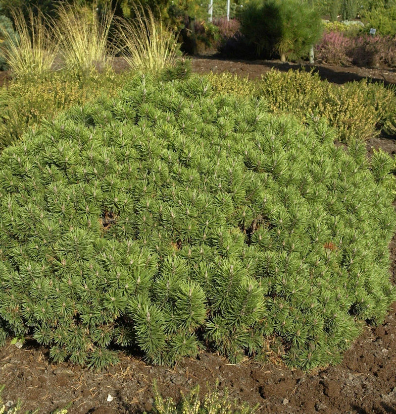 Zwerg Kiefer Mini Mops 20-25cm - Pinus Mugo 3 Zwerg Kiefer Mini Mops 20-25cm - Pinus Mugo