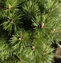 Hochstamm Zwerg Kiefer Sherwood Compact 40-60cm - Pinus Mugo