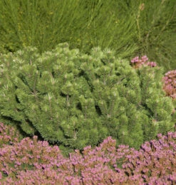 Krummholz Kiefer 15-20cm - Pinus Mugo Mughus