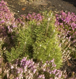 Bergkiefer Alpenzwerg 25-30cm - Pinus Mugo