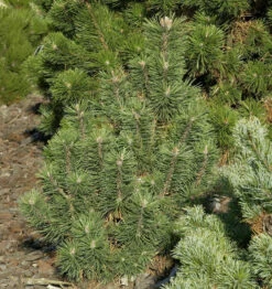 Kegel Bergkiefer 30-40cm - Pinus Mugo