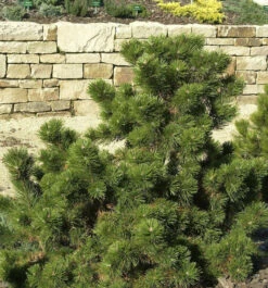 Strauchkiefer Gnom 40-50cm - Pinus Mugo