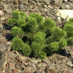 Bizarre Zwerg Kiefer Jakobsen 15-20cm - Pinus Mugo