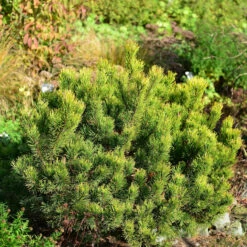 Gelbe Zwergkiefer Ophir 25-30cm - Pinus Mugo