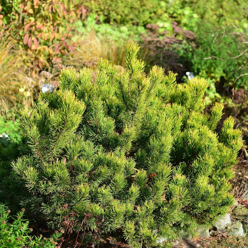 Gelbe Zwergkiefer Ophir 25-30cm - Pinus Mugo 3 Gelbe Zwergkiefer Ophir 25-30cm - Pinus Mugo