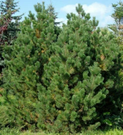 Bergkiefer Latschenkiefer 80-100cm - Pinus Mugo