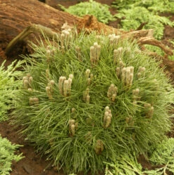 Schwarzkiefer Bambino 20-25cm - Pinus Nigra